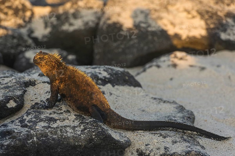 Marine Iguana (Amblyrhynchus cristatus)