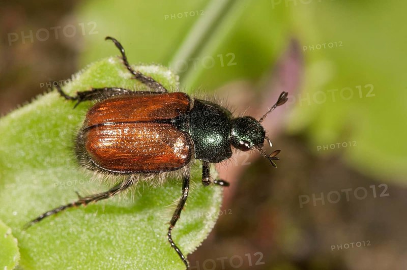 Garden Foliage Beetle or Common Cockchafer (Phyllopertha horticola)