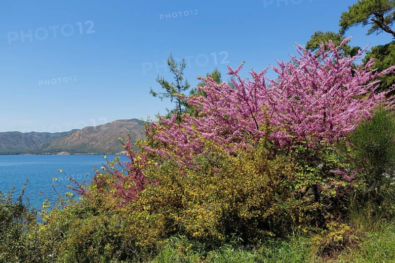 Judas Tree (Cercis siliquastrum)