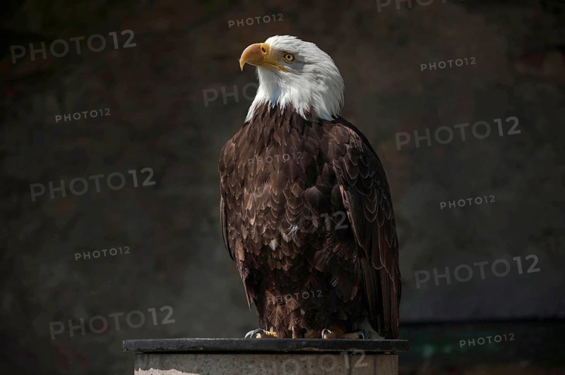 Bald Eagle (Haliaeetus leucocephalus)