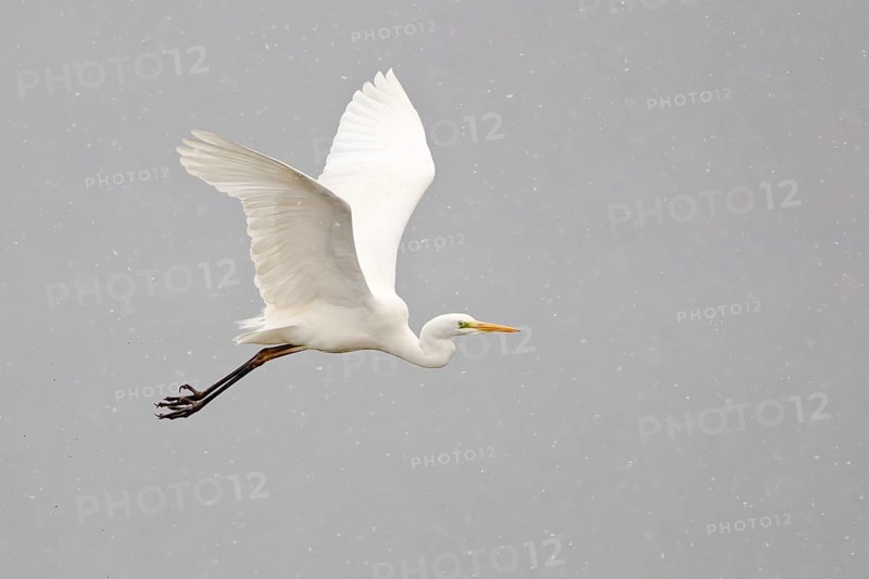 Great Egret (Ardea alba) flying through falling snow