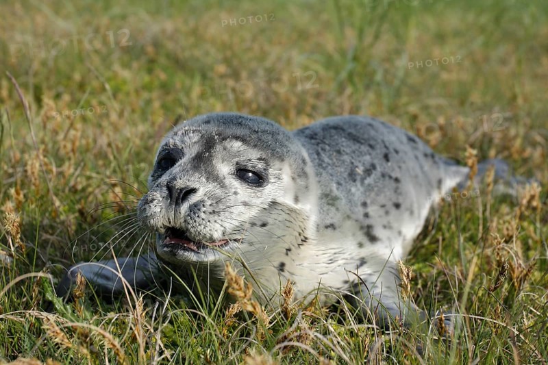 Harbour Seal (Phoca vitulina)