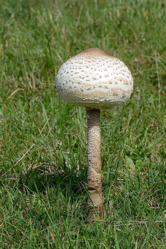 Parasol Mushroom (Macrolepiota procera)