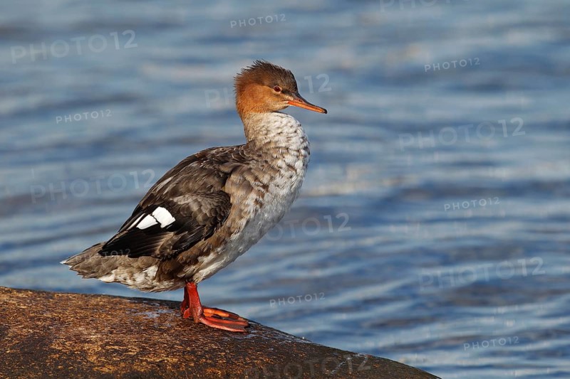 Red-breasted Merganser (Mergus serrator)