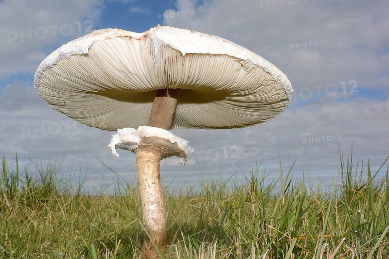 Parasol Mushroom (Macrolepiota procera)
