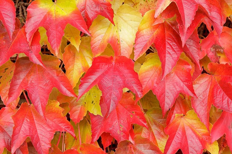 Boston ivy (Parthenocissus tricuspidata)