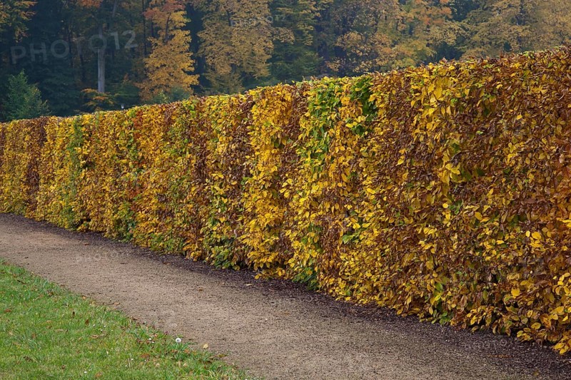 Hedge made of beech trees (Fagus sylvatica) with autumn foliage