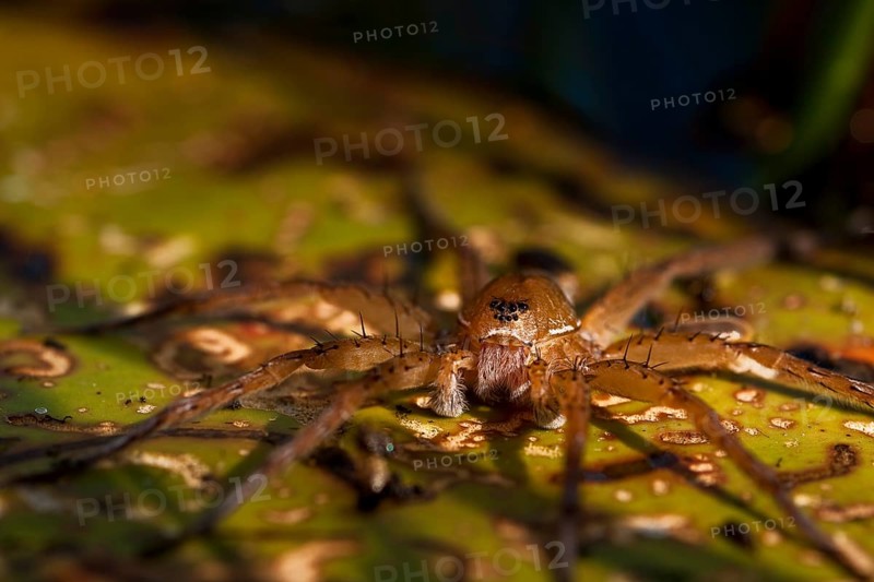 Raft Spider (Dolomedes fimbriatus)