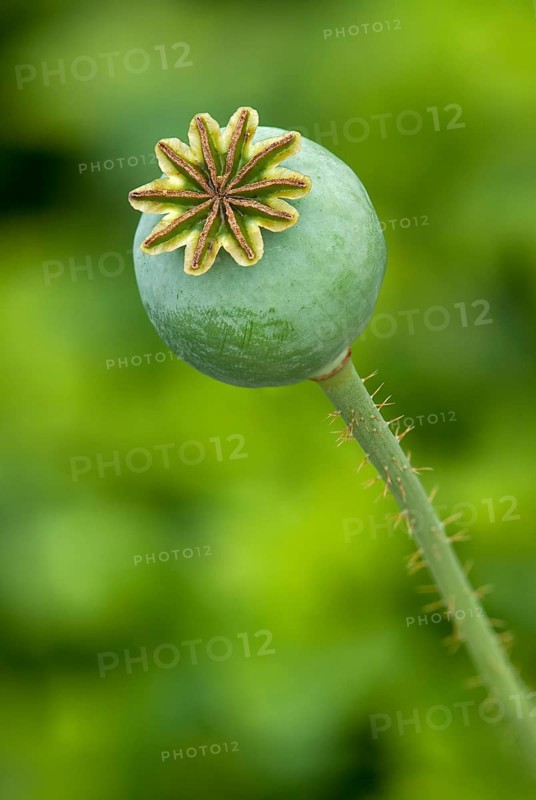 Seed pod of an Opium Poppy (Papaver somniferum)