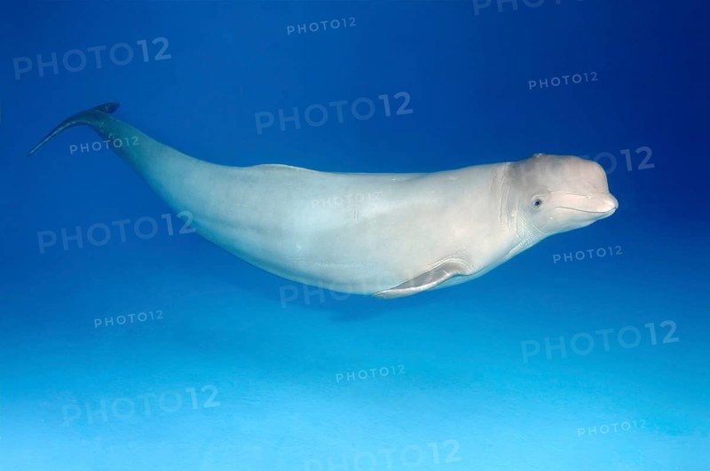 Beluga