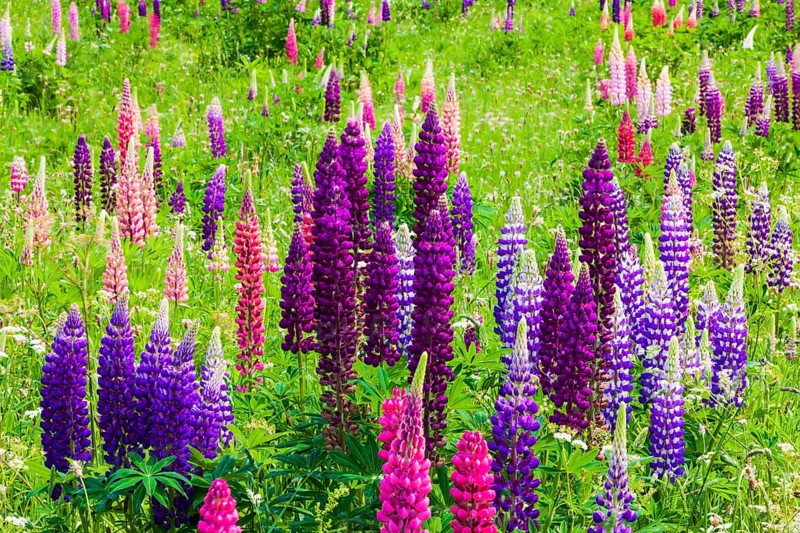 Narrow-leaved lupins (Lupinus angustifolius)