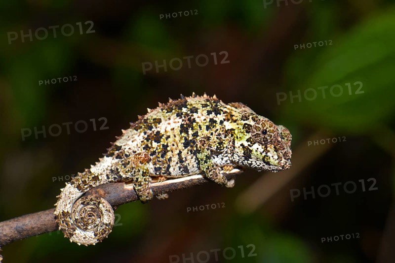 Short-horned Chameleon (Calumma brevicorne)