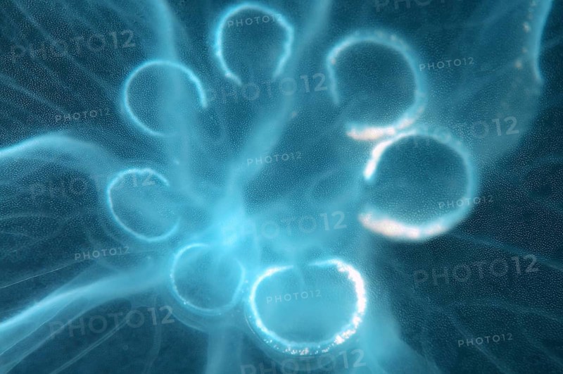 Moon Jellyfish