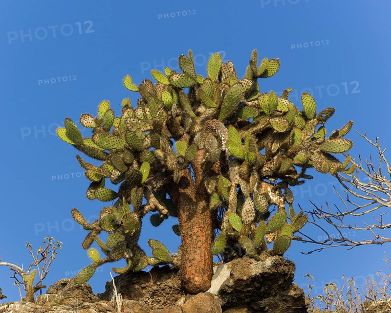 Galapagos Prickly Pear (Opuntia echios)