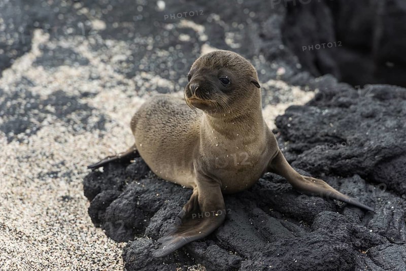 Young Galapagos Sea Lion (Zalophus wollebaeki)