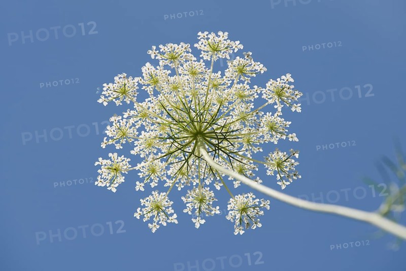 Wild carrot (Daucus carota)