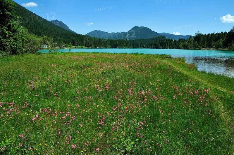 Blooming meadow with Ragged Robin (Lychnis flos-cuculi) beside the shimmering green Lake Hintersee