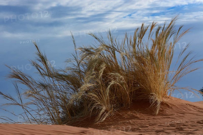 Grass growing on the Elim Dune