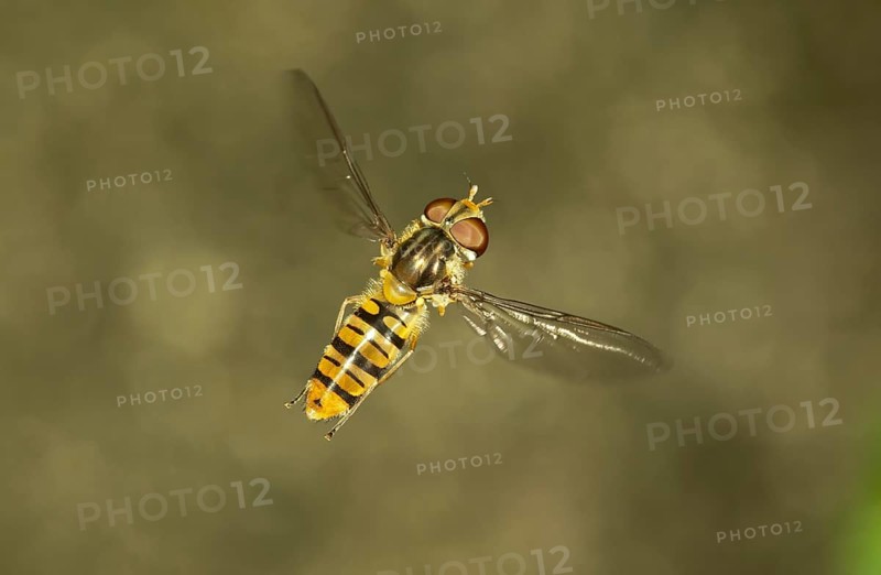 Marmalade Hoverfly (Episyrphus balteatus)
