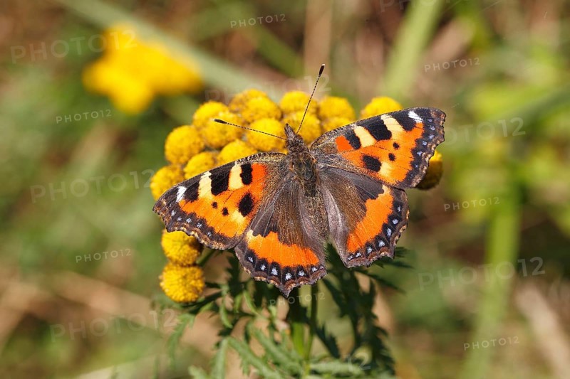 Small Tortoiseshell (Aglais urticae) butterfly with open wings
