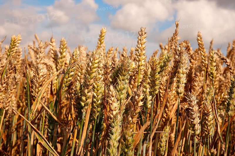 Wheat field ready to harvest