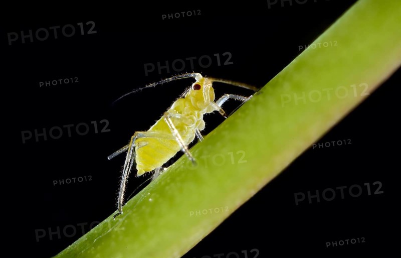 Large Rose Aphid (Macrosiphum rosae)