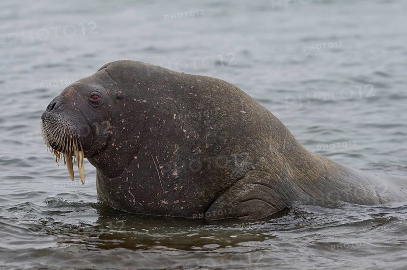 Walrus (Odobenus rosmarus)