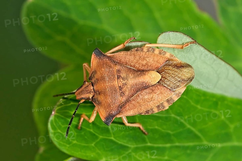 Shield Bug (Carpocoris fuscispinus)