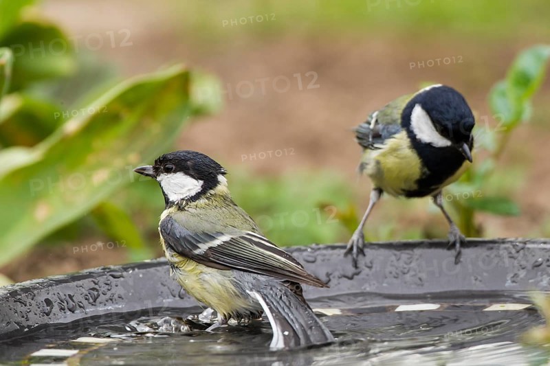 Great Tits (Parus major)