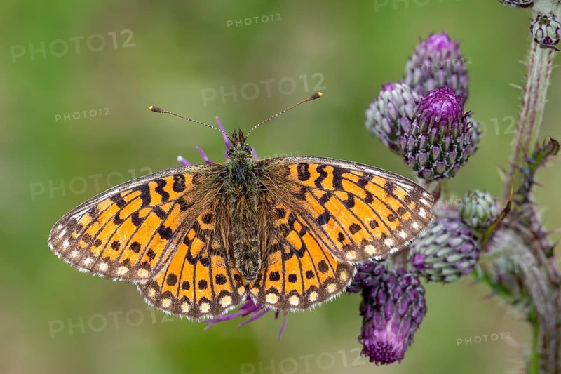 Ocellate bog fritillary (Boloria eunomia) sitting on a thistle