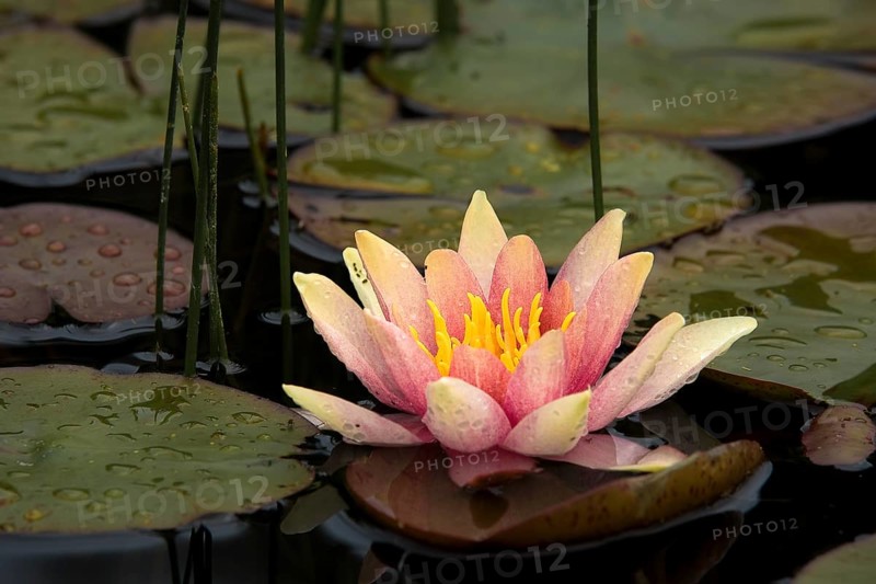Water lily (Nymphaea sp.)