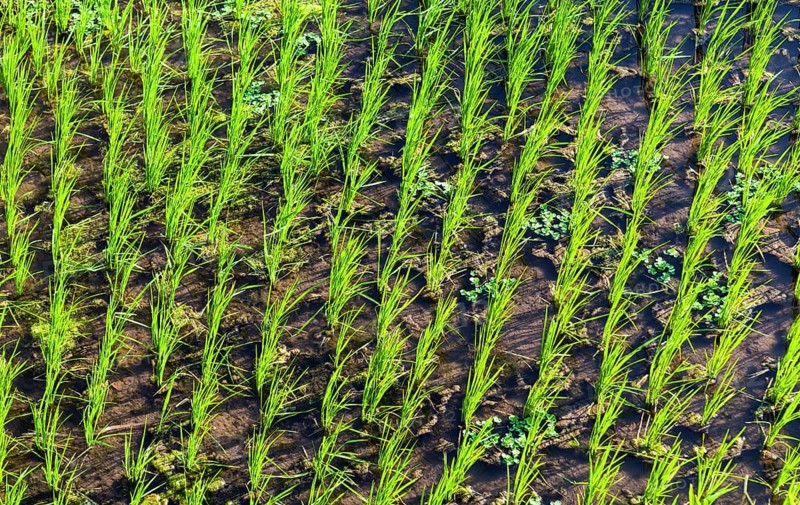 Rice (Oryza sativa) in a rice field