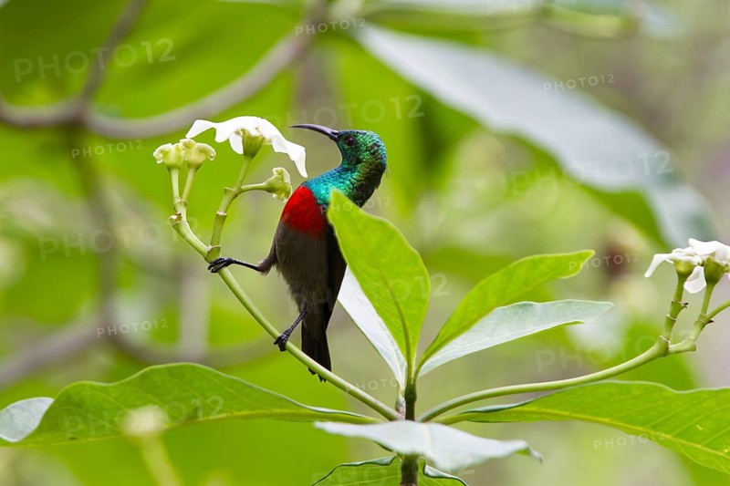Olive-bellied Sunbird (Cinnyris chloropygia)