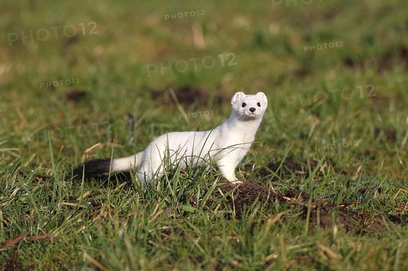Stoat or Ermine (Mustela erminea) with white winter fur