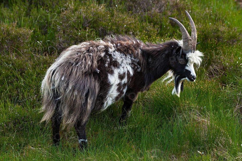 Feral goat (Capra hircus aegagrus)