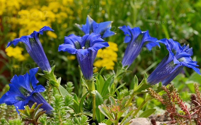 Gentian (Gentiana clusii) in a rock garden