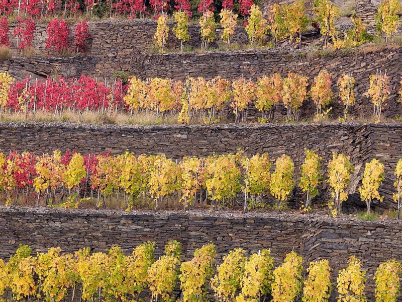 Vines growing on terraced vineyards in autumn