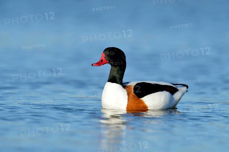 Common Shelduck (Tadorna tadorna)