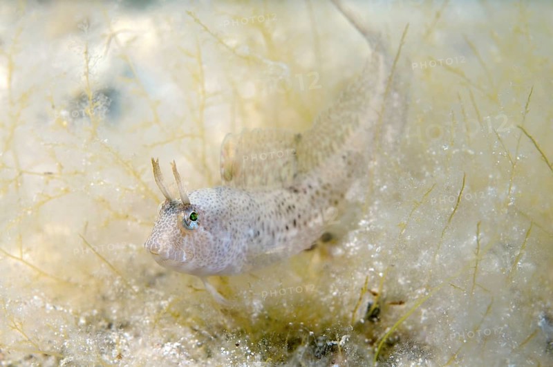 Tentacled blenny (Parablennius tentacularis)