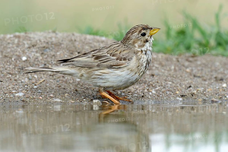 Corn Bunting (Emberiza calandra) beside a pond