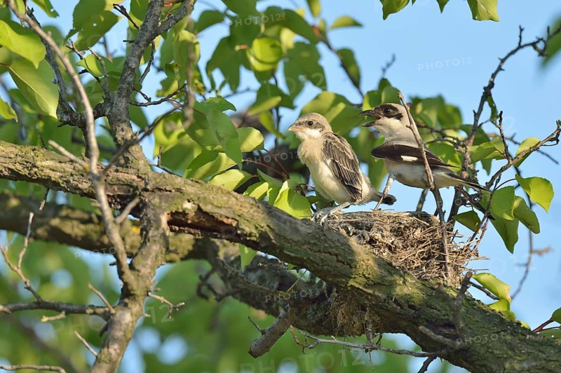 Lesser Grey Shrike (Lanius minor)