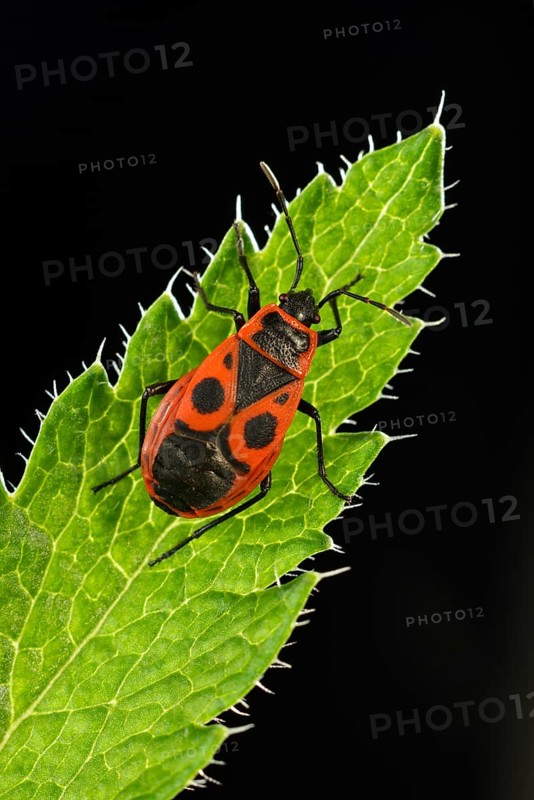 Common Firebug (Pyrrhocoris apterus)
