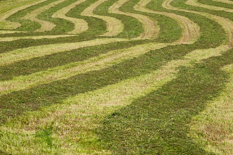 Hayfield raked in geometric patterns