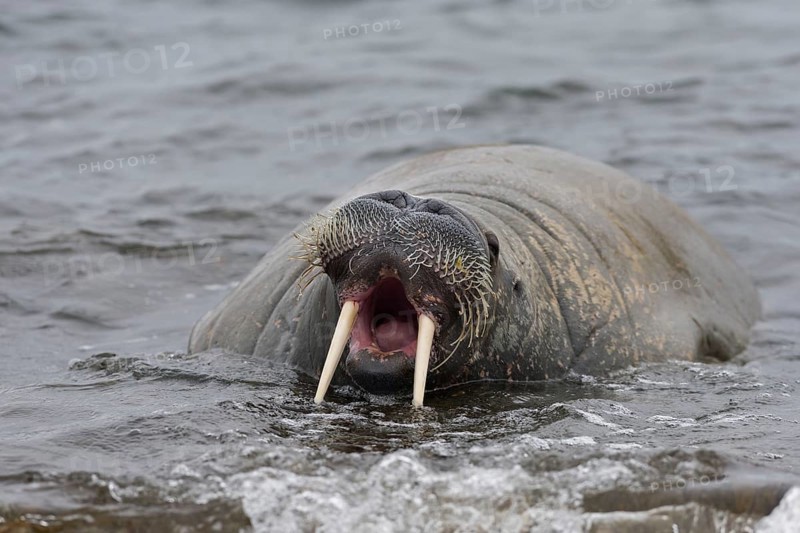Walrus (Odobenus rosmarus) with its mouth open
