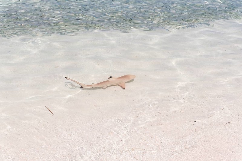 Blacktip Reef Shark (Carcharhinus melanopterus) in shallow water