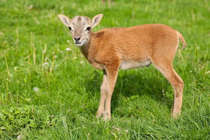 European Mouflon (Ovis ammon Musimon)