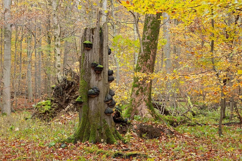 Dead European Beech or Common Beech (Fagus sylvatica) with Tinder Fungus