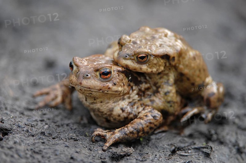 Common Toad or European Toad (Bufo bufo)