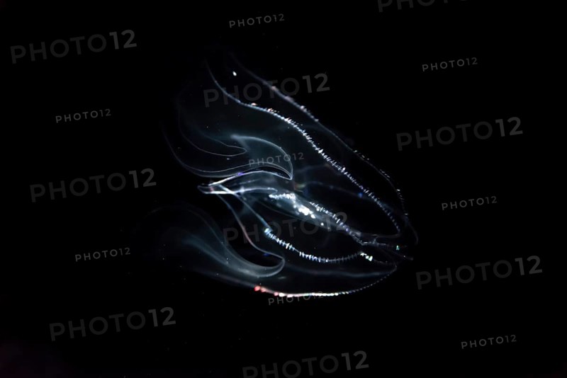 Deep sea jellyfish with bioluminescence