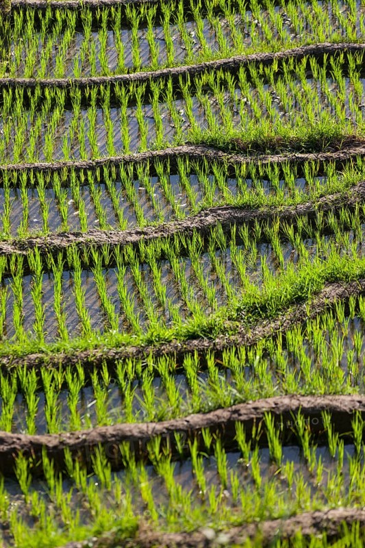 Rice fields